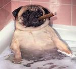 coronahund3lille