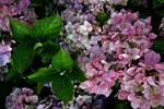     Den beskårne hortensia vil atter blomstre i år, med mindre frosten har gjort det af med den. Arkivfoto Jakob Carlsen