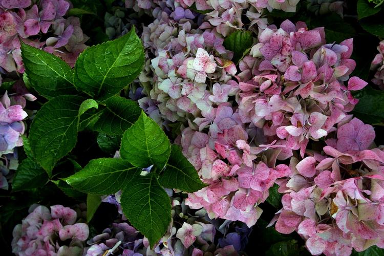     Den beskårne hortensia vil atter blomstre i år, med mindre frosten har gjort det af med den. Arkivfoto Jakob Carlsen