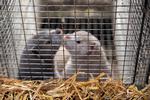 Regeringen besluttede i november uden lovhjemmel at aflive alle mink i Danmark efter at have skiftet kurs hen over sommeren.  Arkivfoto. Foto: Johann Thor Haahr Hansen
