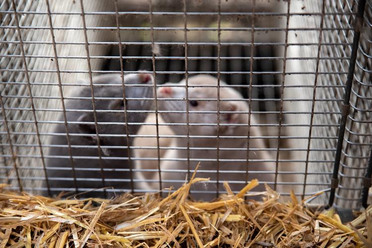 Regeringen besluttede i november uden lovhjemmel at aflive alle mink i Danmark efter at have skiftet kurs hen over sommeren.  Arkivfoto. Foto: Johann Thor Haahr Hansen