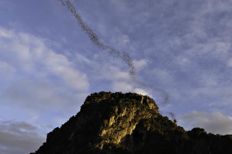 Tusindvis af flagermus flyver ud af en bjerggrotte i Thailand. Nu anser WHO det for sandsynligt, at den variant af coronavirussen, som i mere end et år har hærget verden, oprindeligt er opstået i flagermus i enten Sydkina eller i et sydøstasiatisk land som Thailand. Foto: Claus Blok Thomsen