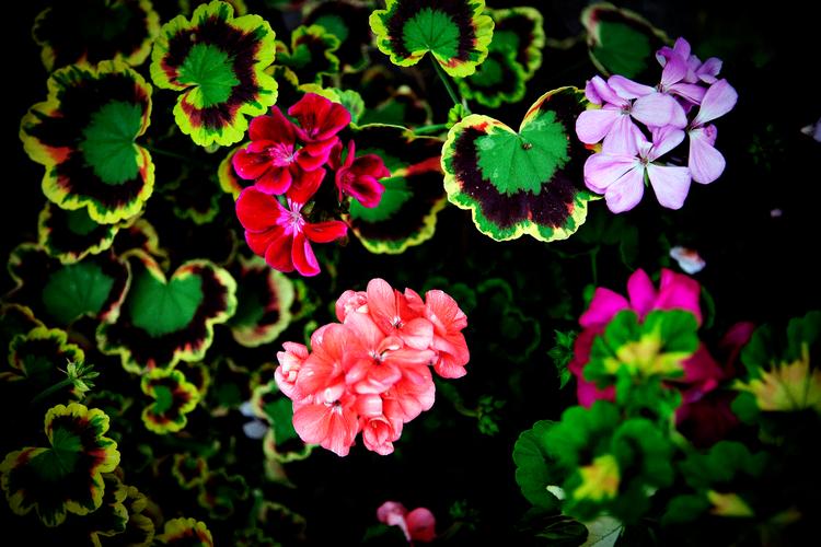 Pelargonier er lette at få til at danne nye planter ved at sætte afskårne skud i vand. Andre arter kniber det med. Det er bare at prøve sig frem.  Foto: Joachim Adrian/POLFOTO