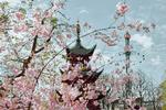 Tårnet i Tivoli blev opført i 1900 og fik i folkemunde navnet 'Det Kinesiske Taarn', selv om byggestilen retteligt er mere japansk. Efter en større ombygning i 2010 blev tårnet både renoveret og omdøbt. Pr-foto Tivoli