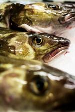 Foto: Gregers Tycho/POLFOTO