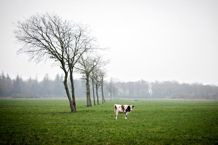 Den danske regering har berøringsangst over for blandt andet landbruget, mener flere ordførere. De kræver gennemgribende handling for at reducere de danske udledninger af drivhusgasser efter en ny rapport fra Klimarådet.  Foto: Marius Renner/POLFOTO