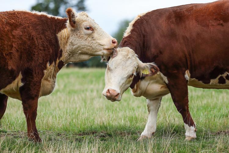 Kobøgerne bør være lige så uundværlige for danske naturforbrugere som fugle- og blomsterbøger, mener Søren Ryge. Foto: Henrik Just