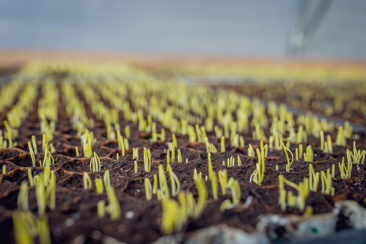 Spirende grøntsager på Idrætshøjskolen Bosei, hvor en boldbane er omdannet til køkkenhave.  Foto: Miriam Dalsgaard/POLFOTO