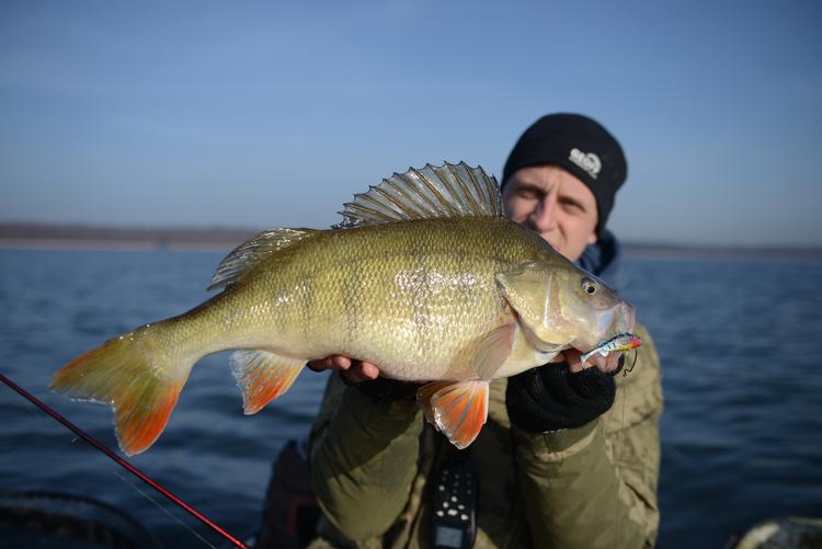 Så stor var en af fiskene, som bed på krogen. Foto: Søren Ryge Petersen