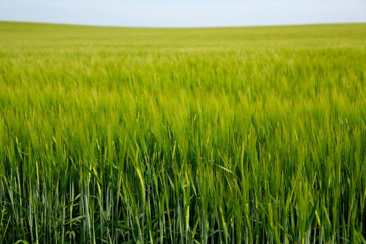 Markerne med korn til dyrefoder skal ikke fylde så meget i fremtidens landbrug, hvis det står til Danmarks Naturfredningsforening. Foto: Thomas Borberg/POLFOTO