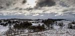 Kvæg i Mols Bjerge var udsultede og faldt døde om. Det var ikke i orden, siger den ansvarlige styrelse. Foto: Joachim Ladefoged