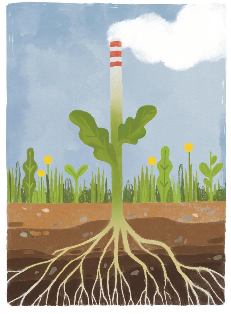 Illustrationer Sofie Kampmark