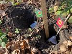 Vi gravede to huller med en dybde på 8 cm med en løgsætter. Her i den tørre jord. Bemærk, at den grønne tepind også er markeret med et stykke grønt bindetråd. Foto: Annette Nyvang