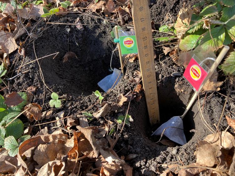 Vi gravede to huller med en dybde på 8 cm med en løgsætter. Her i den tørre jord. Bemærk, at den grønne tepind også er markeret med et stykke grønt bindetråd. Foto: Annette Nyvang