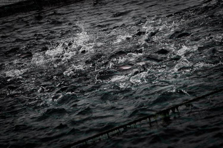 En omfattende miljøsag, hvor ejeren af et havbrug er tiltalt for svindel i millionklassen i og ud for Horsens Fjord, er blevet udskudt i fem måneder.  Arkivfoto Magnus Holm