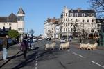 Næsten mennesketomme gader har lokket skruegeder ind i den walisiske by Llandudno, hvor de æder sig mætte i haverne og søger ly i dårligt vejr.   Foto: Carl Recine/Ritzau Scanpix
