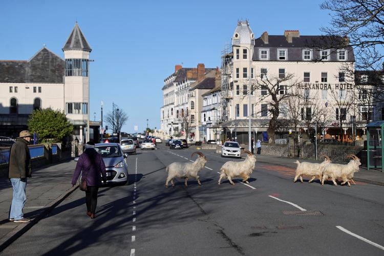 Næsten mennesketomme gader har lokket skruegeder ind i den walisiske by Llandudno, hvor de æder sig mætte i haverne og søger ly i dårligt vejr.   Foto: Carl Recine/Ritzau Scanpix