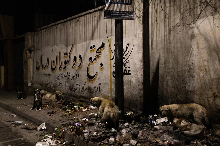 Når mørket falder på i Kabul hærger vilde hunde og tyveknægte den afghanske hovedstad. Foto: Jim Huylebroek/Ritzau Scanpix