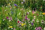 Drømmen om vilde blomster i en uklippet plæne kræver tålmodighed. Foto: Martin Lehmann/POLFOTO