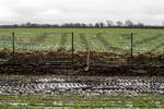 Danmark opførte i 2019 et vildsvinehegn langs grænsen til Tyskland. Hegnet skal beskytte de danske grise mod den såkaldte afrikanske svinepest fra uindbudte vildsvin sydfra. Den første del af det nye hegn opføres lidt uden for Padborg. Foto: Peter Hove Olesen/POLFOTO