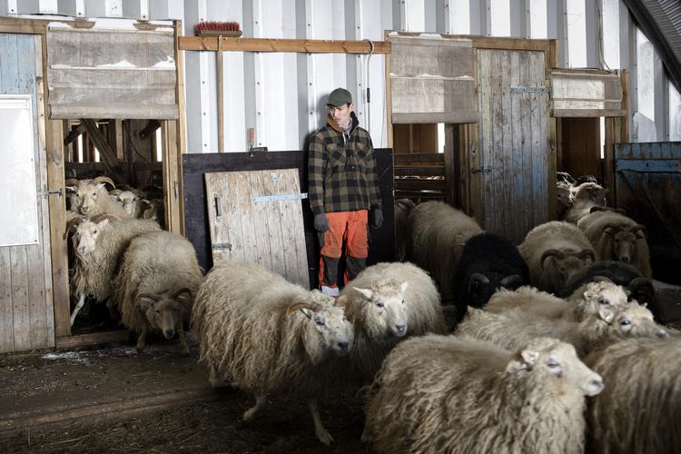 Hvad har fårene hos Chris Papis og hans kæreste Malou Møller i Sydgrønland med storpolitik at gøre? En del .Fåreholdernes modstand har været med til at bremse minen i Kvanefjeld, som kina har interesser i.  Foto: Valdemar Ren