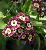 Primula lokker med deres farver, men de skal ikke plantes ud allerede.  Arkivfoto Bo Svane