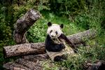Der blev spist mere bambus end gjort tilnærmelser. Og nu er hunnen Mao Suns brunst er ved at drive over, og derfor skiller København Zoo de to pandaer ad igen. Foto: Linda Johansen