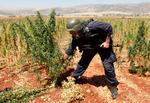 Libanesisk politi rykker en cannabis-plante op i Bekaa-dalen i august 2009. Bekaa-dalen menes stadig at være hjemsted for hash- og narkoproduktion. Foto: Hussein Malla/ASSOCIATED PRESS