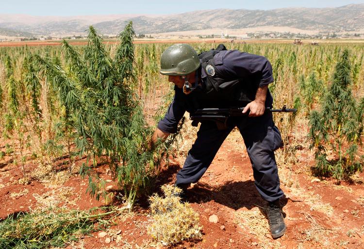 Libanesisk politi rykker en cannabis-plante op i Bekaa-dalen i august 2009. Bekaa-dalen menes stadig at være hjemsted for hash- og narkoproduktion. Foto: Hussein Malla/ASSOCIATED PRESS