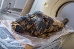 Arkæologerne brugte en CT-skanner for at se, hvad der gemte sig bag klæderne.  Foto: Warsaw Mummy Project/Ritzau Scanpix