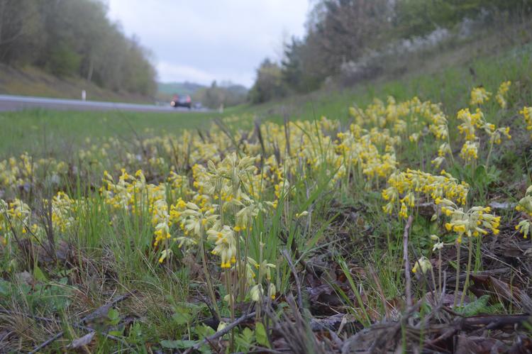 En flok kodrivere ved motortrafikvejen fra Århus til Djursland. De blev sået sammen med græsset, da vejen blev lavet, og de kunne li’ stedet. Er der stadig 30 år efter. Foto: Søren Ryge Petersen 