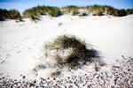 Landsret behøver ifølge anklagemyndighed ikke at tage stilling til to mænds skamfering af Skagen Sønderstrand. Foto: Mathias Christensen/POLFOTO