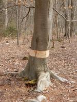 Dette syn mødte en læser flere steder  ved Lyngby Sø. Privatfoto 