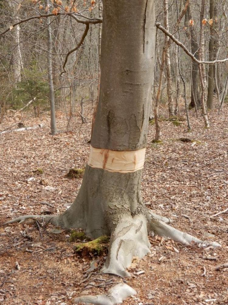 Dette syn mødte en læser flere steder  ved Lyngby Sø. Privatfoto 