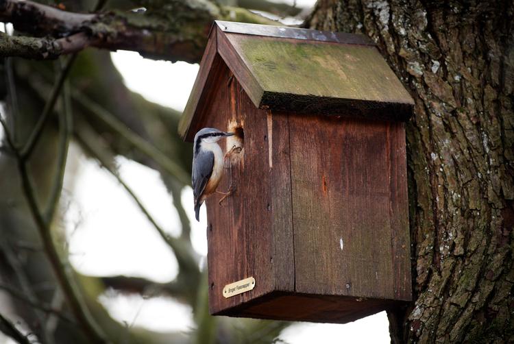 En mejsekasse tiltrækker flere slags fugle. Arkivfoto Morten Langkilde