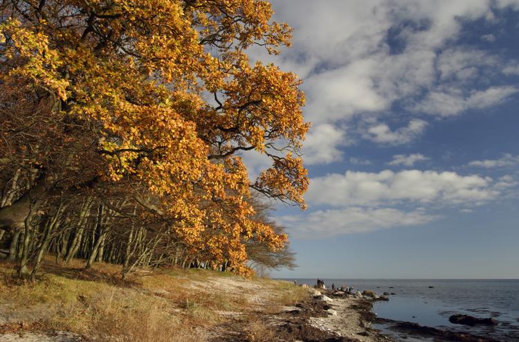 Stranden ved Fakse Ladeplads betyder noget helt særligt for maler Magnus Fisker. Foto: Johnny Madsen/RITZAU