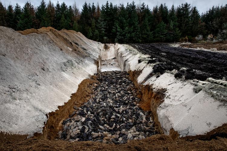 Tusindvis af mink blev i efteråret begravet i to massegrave i det vestlige Jylland.



  Foto: Jacob Ehrbahn/POLFOTO