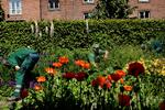 Nu kan du gøre byens gartnere kunsten efter og få din egen grønne plet på Frederiksberg. Foto: Anders Birch/POLFOTO