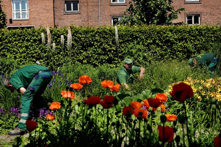 Nu kan du gøre byens gartnere kunsten efter og få din egen grønne plet på Frederiksberg. Foto: Anders Birch/POLFOTO