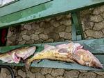 Alt godt fra havet. 8,5 kilo torsk på havnen i Dragør, hvor normaliteten er ved at indfinde sig.  Foto: Per Munch