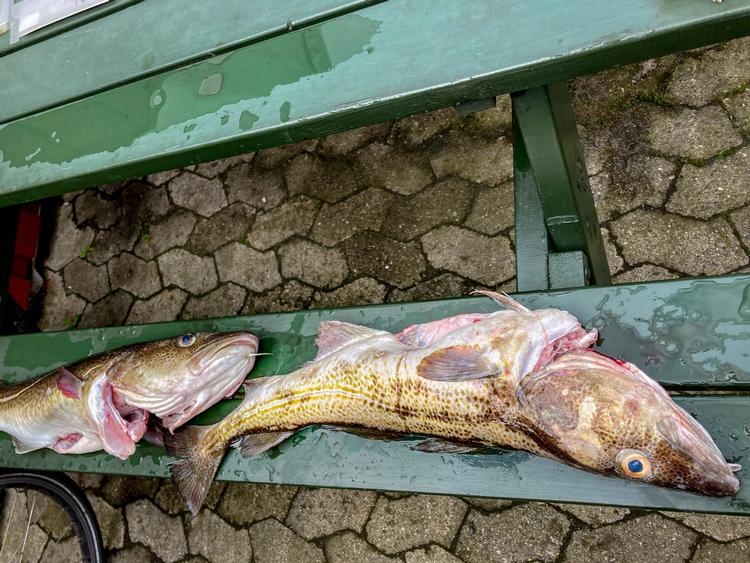 Alt godt fra havet. 8,5 kilo torsk på havnen i Dragør, hvor normaliteten er ved at indfinde sig.  Foto: Per Munch