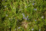 Ærenpris i den kommende naturnationalpark i Gribskov. Udsætning af græssende dyr skal give mere lys og luft til blomstrende urter og det dertil hørende insektliv. Foto: Miriam Dalsgaard/POLFOTO