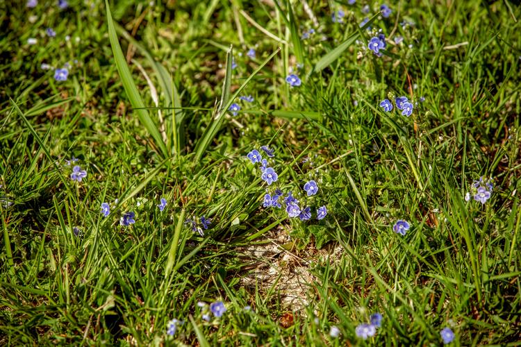 Ærenpris i den kommende naturnationalpark i Gribskov. Udsætning af græssende dyr skal give mere lys og luft til blomstrende urter og det dertil hørende insektliv. Foto: Miriam Dalsgaard/POLFOTO