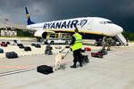 En hviderussisk hund undersøger passagerernes bagage i Ryanair-flyet.  Foto: -/Ritzau Scanpix