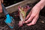 Forspirede planter giver en tidlig høst, og det er smart, at man kan plante med den rigtige afstand. ​ Foto: Jacob Ehrbahn/POLFOTO