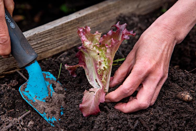 Forspirede planter giver en tidlig høst, og det er smart, at man kan plante med den rigtige afstand. ​ Foto: Jacob Ehrbahn/POLFOTO