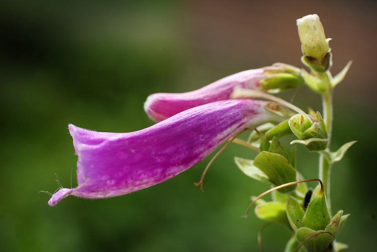 Frø fra digitalis, eller på dansk fingerbøl, kan ligge i jorden i mange år og bare vente på, at det bliver rodet i jorden.  Foto: Morten Langkilde/POLFOTO