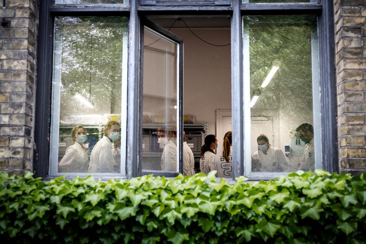 På den tidligere Landbohøjskole på Frederiksberg er de dyrlægestuderende på 1. år i gang med at dissekere moderkager fra dyr i anatomisalen, der er fra 1893. Uddannelsen som sådan er snart 250 år gammel. Foto: Jesper Houborg/POLFOTO