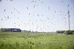 Brølende lastbiler distraherer ikke fuglelivet på Sprogø. Foto: Marius Renner/POLFOTO