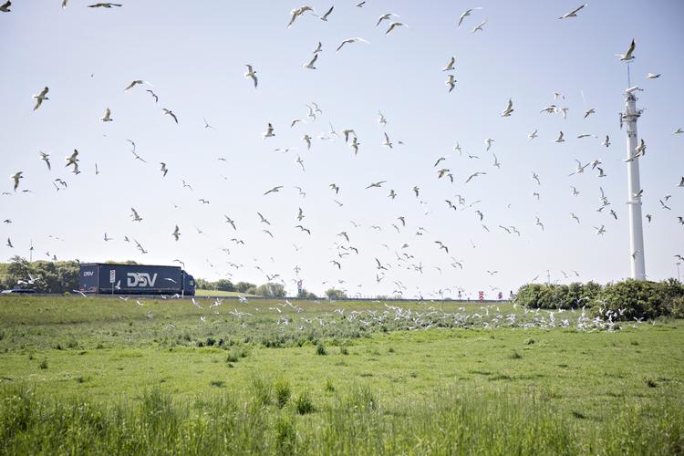 Brølende lastbiler distraherer ikke fuglelivet på Sprogø. Foto: Marius Renner/POLFOTO